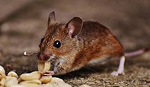 24 Hour & Emergency Exterminators in Bandytown, WV